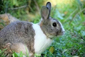 Wildlands Conservancy - Hop into Spring: Natural Egg Hunt & Eco-Egg Coloring