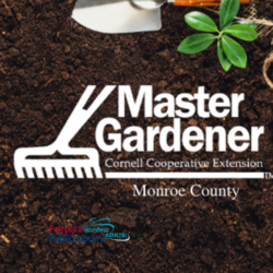 Raised Bed Gardening with Cornell Cooperative Extension (Zoom)