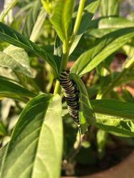 Butterfly/Pollinator Gardening made easy!