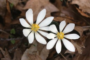 Bloodroot Trail Challenge!