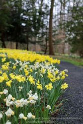 The Narcissi:  Daffodil Tour