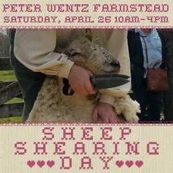 Sheep Shearing Day