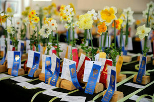 Dancing Daffodils: The RI Daffodil Society Show