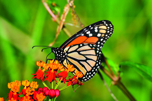 Bloom & Flutter: How to Attract Butterflies to Your Garden