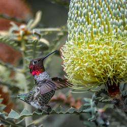Beginner Bird Walk / Paseando con los Pájaritos