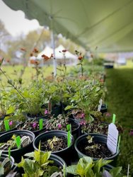 33rd Annual Long Hill Plant Sale