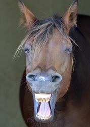 Unbridled Sanctuary Open Day