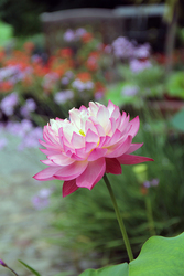 Lotus Demonstration with Blithewold's Garden Horticulture Staff and Rick Burton