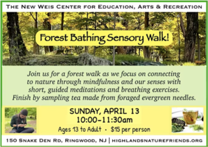 Forest Bathing Walk & Foraged Tea!