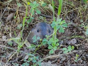 Almaden Quicksilver BioBlitz