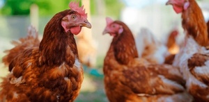 Avian Influenza (Bird Flu): What Pet Owners Need to Know