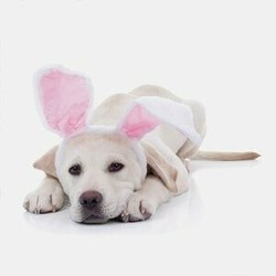 Every Bunny Needs a Dog Pet Adoption Event