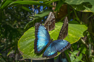 Butterfly Jungle at San Diego Zoo Safari Park