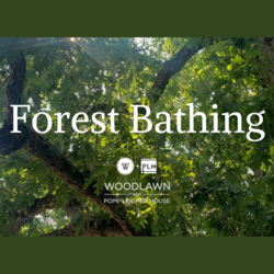 Forest Bathing