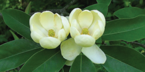 Trees for Change: Low-Cost Tree Sale