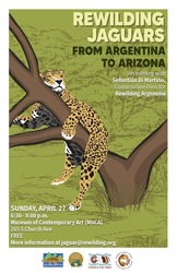 Rewilding Jaguars. From Argentina to Arizona.