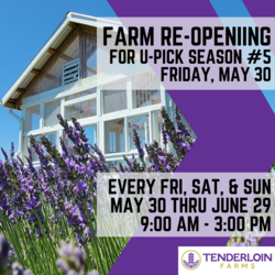 Tenderloin Farms Lavender Announces 5th Season