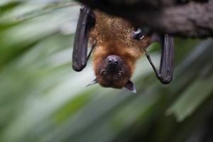 Bats of Washington Workshop at the Newport Way Library