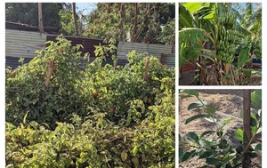 Edwardsville Garden Club Meeting - April 12, 2025