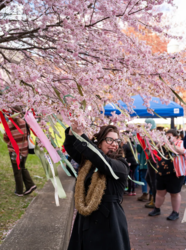 2025 Downtown Akron Sakura Festival