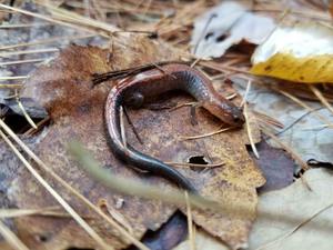 Sleuthing for Salamanders at Siuslaw Model Forest