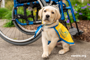 Socialize with Canine Companions Service Dogs