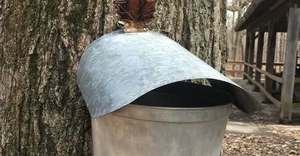 MacKenzie Center Maple Festival