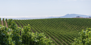 Wine Dinner - Napa Cellars