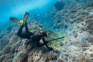 Hot Science - Cool Talks: How Will Coral Reefs Survive Global Change?