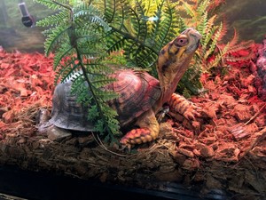 Animal Ambassador Meet n' Greet