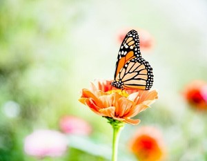 Spring Sensation: Butterflies