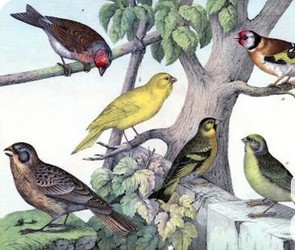 Birding in Bucks