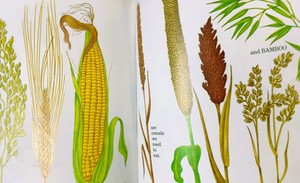 City Nature Challenge: Nature Book and Look