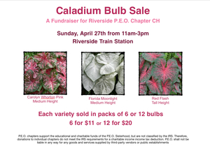 Caladium Bulb Sale