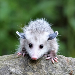 Wildlands Conservancy - Wildlife Meet and Greet