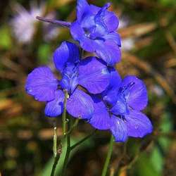 Wildlands Conservancy – Wildflower Planting at Archibald Johnston Estate