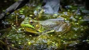 Party with the Frogs, with Wildlands Conservancy!