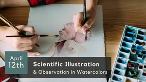 Scientific Illustration & Observation in Watercolors