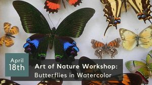 Art of Nature Workshop: Butterflies in Watercolor