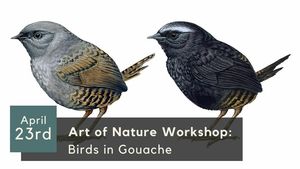 Art of Nature Workshop: Birds in Gouache