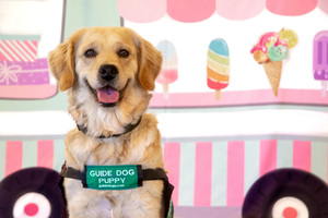 Guide Dogs for the Blind Combines Graduation Ceremony with Ice Cream Social to Recruit Puppy Raisers
