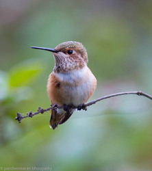 Adventures in Birding: Brood Parasitism