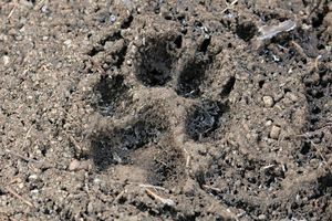 Tracks, Scat, and Other Signs of Wildlife Field Lab