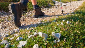 Desert Ecology Hike – Camino De Oeste