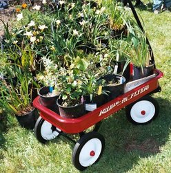 Spring Native Plant Sale