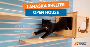 Bucks County SPCA Lahaska Shelter Open House