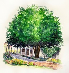 National Tea Day: Anaqua Tea Ceremony