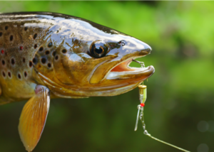 The Mad Fisherman, Charlie Moore