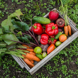 Vegetable Gardening 101