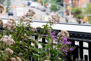 Virtual Discussion: Adventures in Ecological Horticulture